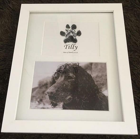 deceased pet paw print in frame with photograph using inkless wipe kit